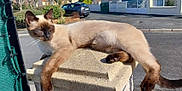 Blaky participe au concours pour gagner de l'argent avec cette photo : cat, siamese_cat, animal, pet, outdoor, sunlight, stone_pillar, relaxed, resting, suburban, street, car, daytime, nature, feline, whiskers, tail, paws, fur, quiet