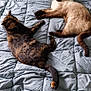 Blaky a rejoint le concours — aidez-le/la à gagner de superbes lots ! cat, bed, quilt, sleeping, resting, feline, animal, pet, fur, indoor, cozy, relaxed, mammal, cute, three, tabby, siamese, calico, blue, blanket