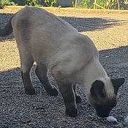 Blaky participe au concours pour gagner de l'argent avec cette photo : cat, siamese_cat, outdoor, gravel, sunlight, shadow, animal, pet, fence, curious, sniffing, mammal, whiskers, ears, tail, four_legs, nature, daylight, closeup, ground