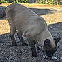 cat, siamese_cat, outdoor, gravel, sunlight, shadow, animal, pet, fence, curious, sniffing, mammal, whiskers, ears, tail, four_legs, nature, daylight, closeup, ground