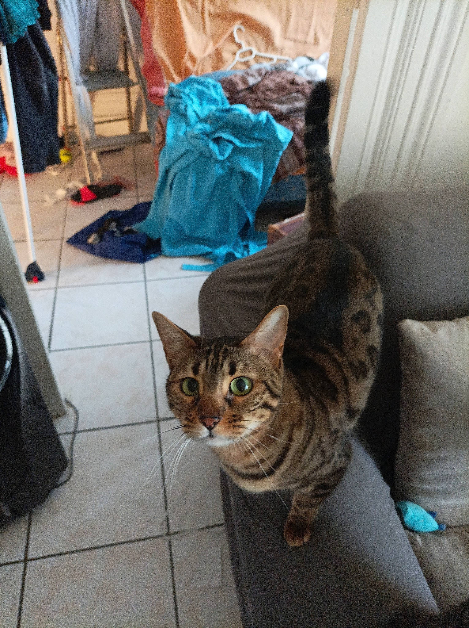 Nya participe au concours pour gagner de l'argent avec cette photo : bag, carnivore, cat, comfort, couch, domestic_short_haired_cat, fawn, felidae, floor, flooring, fur, grey, human_leg, luggage_and_bags, room, small_to_medium_sized_cats, tail, whiskers, window, wood