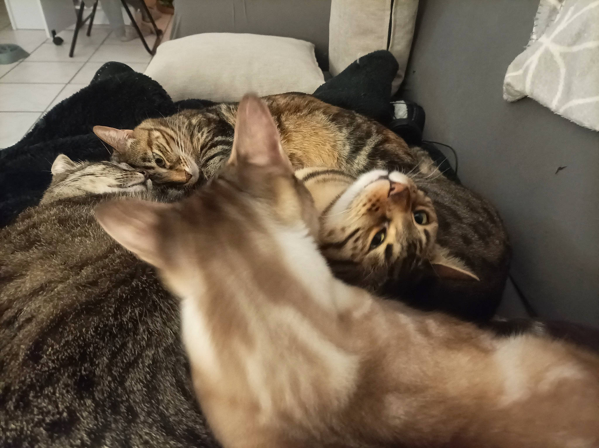 Nya participe au concours pour gagner de l'argent avec cette photo : carnivore, cat, claw, comfort, domestic_short_haired_cat, felidae, fur, grey, linens, mammal, nap, paw, plastic_bag, room, sleep, small_to_medium_sized_cats, tail, vertebrate, whiskers, wildlife