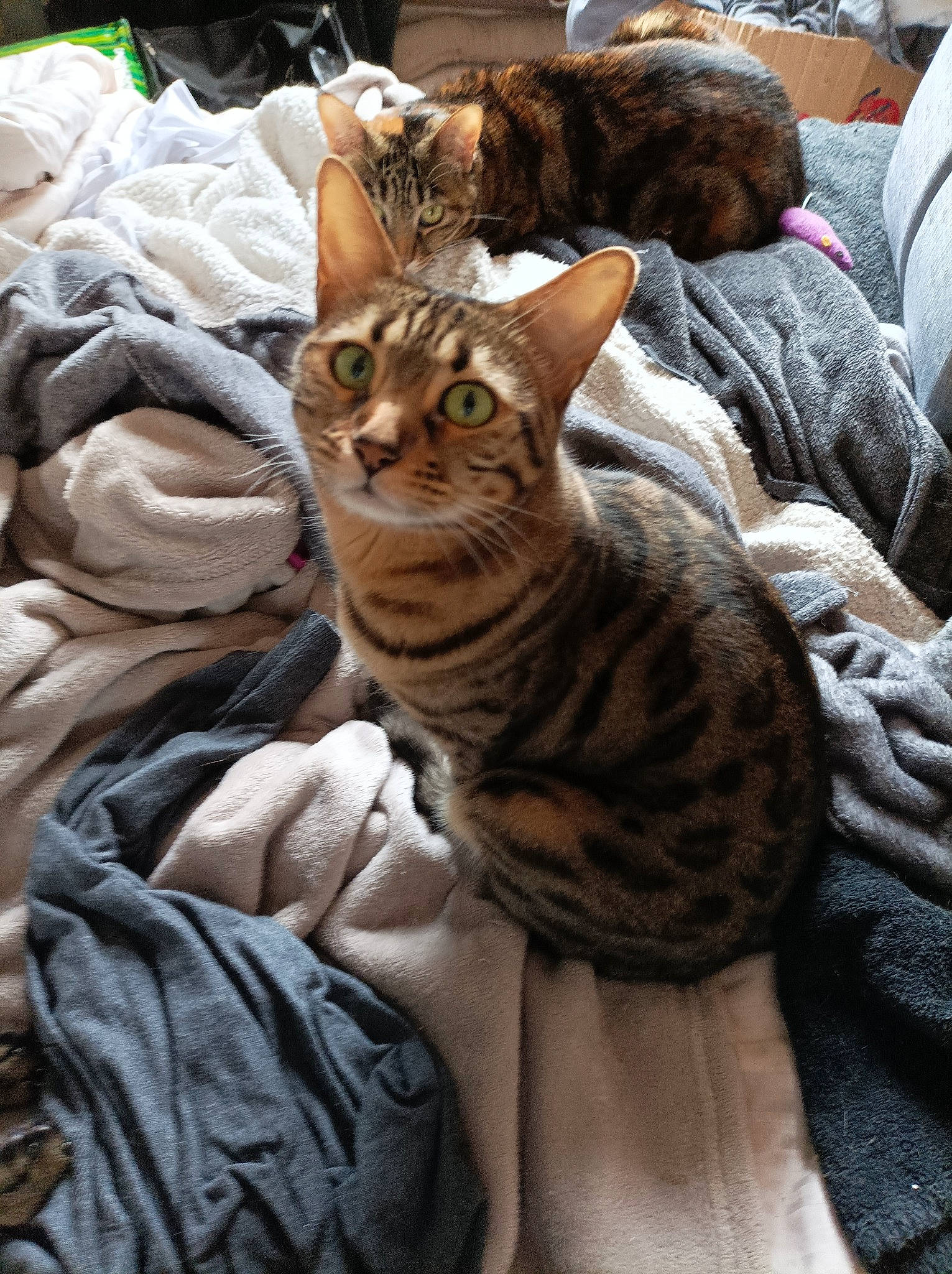 Nya participe au concours pour gagner de l'argent avec cette photo : carnivore, cat, comfort, domestic_short_haired_cat, fawn, felidae, fur, mammal, sitting, small_to_medium_sized_cats, terrestrial_animal, vertebrate, whiskers, wildlife