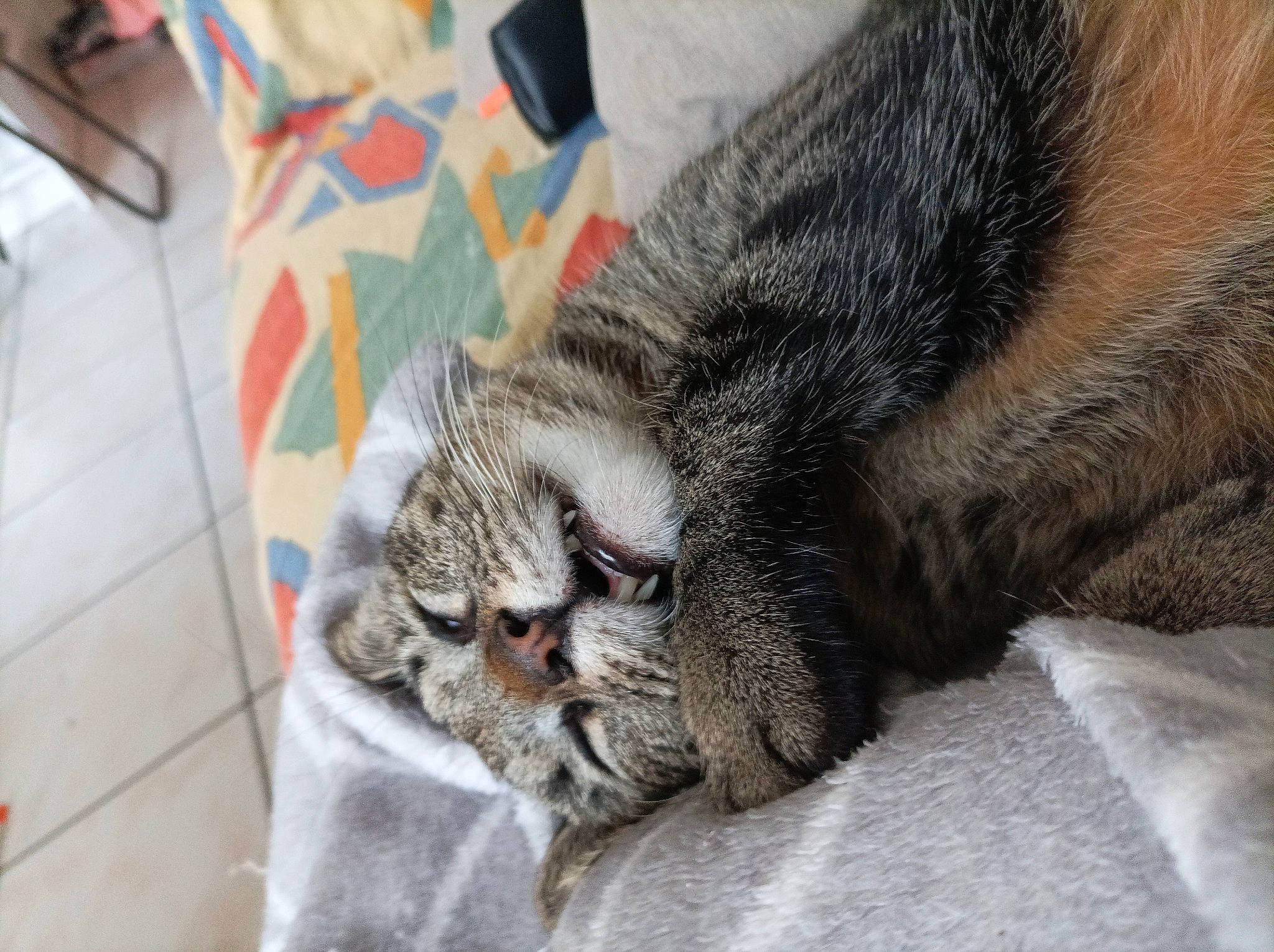 Oslo participe au concours pour gagner de l'argent avec cette photo : carnivore, cat, claw, comfort, domestic_short_haired_cat, felidae, fur, grey, nap, paw, sand, sleep, small_to_medium_sized_cats, snout, tail, whiskers