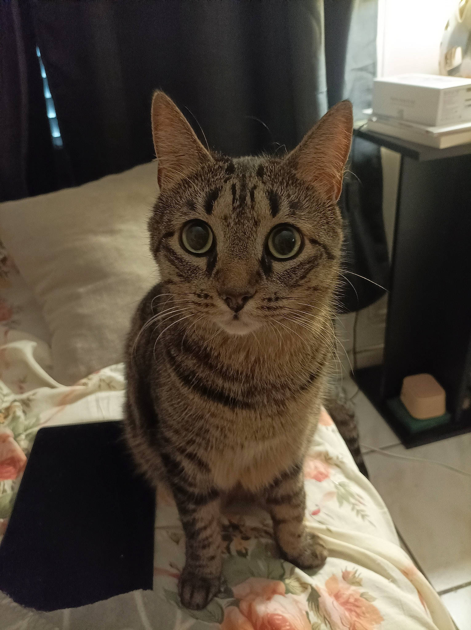 Oslo a rejoint le concours — aidez-le/la à gagner de superbes lots ! box, carnivore, cat, comfort, domestic_short_haired_cat, door, felidae, fur, paw, sitting, small_to_medium_sized_cats, snout, terrestrial_animal, whiskers, window