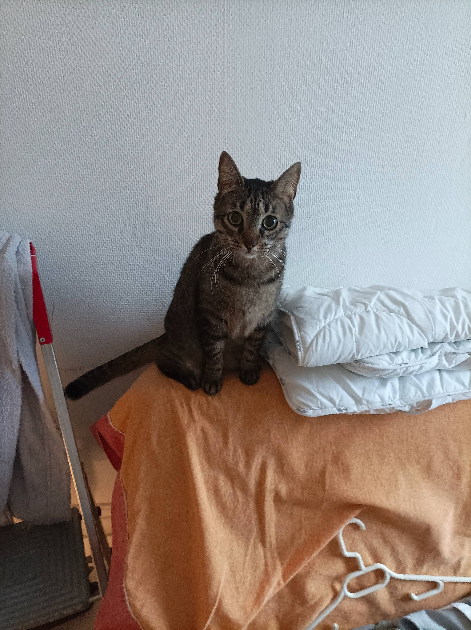 Oslo a rejoint le concours — aidez-le/la à gagner de superbes lots ! bed, bedding, carnivore, cat, cat_supply, comfort, domestic_short_haired_cat, felidae, fur, grey, hardwood, linens, paw, pet_supply, room, small_to_medium_sized_cats, tail, terrestrial_animal, whiskers, wood