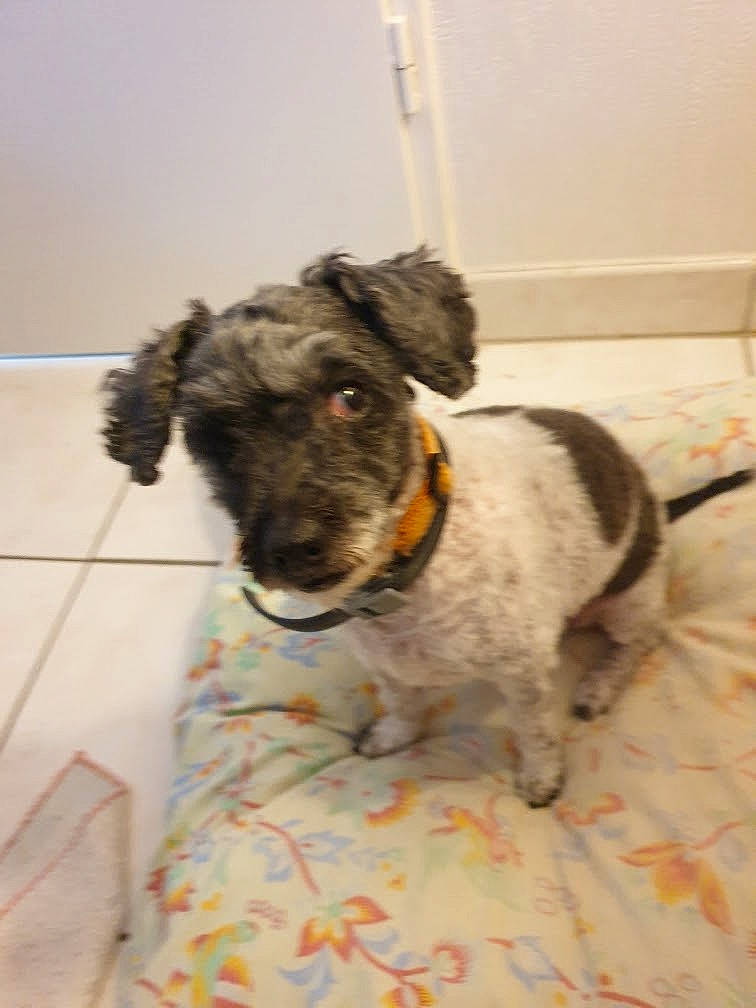 Isis participe au concours pour gagner de l'argent avec cette photo : canidae, carnivore, collar, companion_dog, dog, dog_breed, dog_collar, flooring, fur, non_sporting_group, pet_supply, snout, sporting_group, terrier, water_dog, welsh_terrier, working_animal