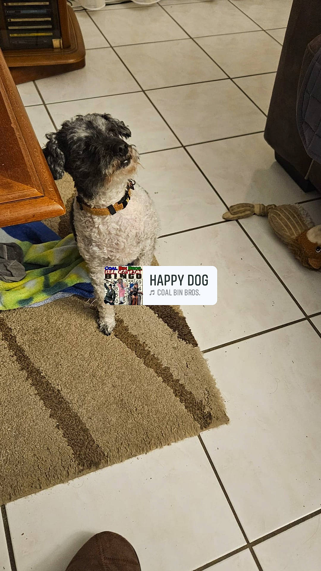 Isis participe au concours pour gagner de l'argent avec cette photo : canidae, carnivore, companion_dog, dog, dog_breed, floor, flooring, fur, hardwood, labradoodle, pattern, poodle, road_surface, sidewalk, small_terrier, sporting_group, terrier, toy_dog, water_dog, wood