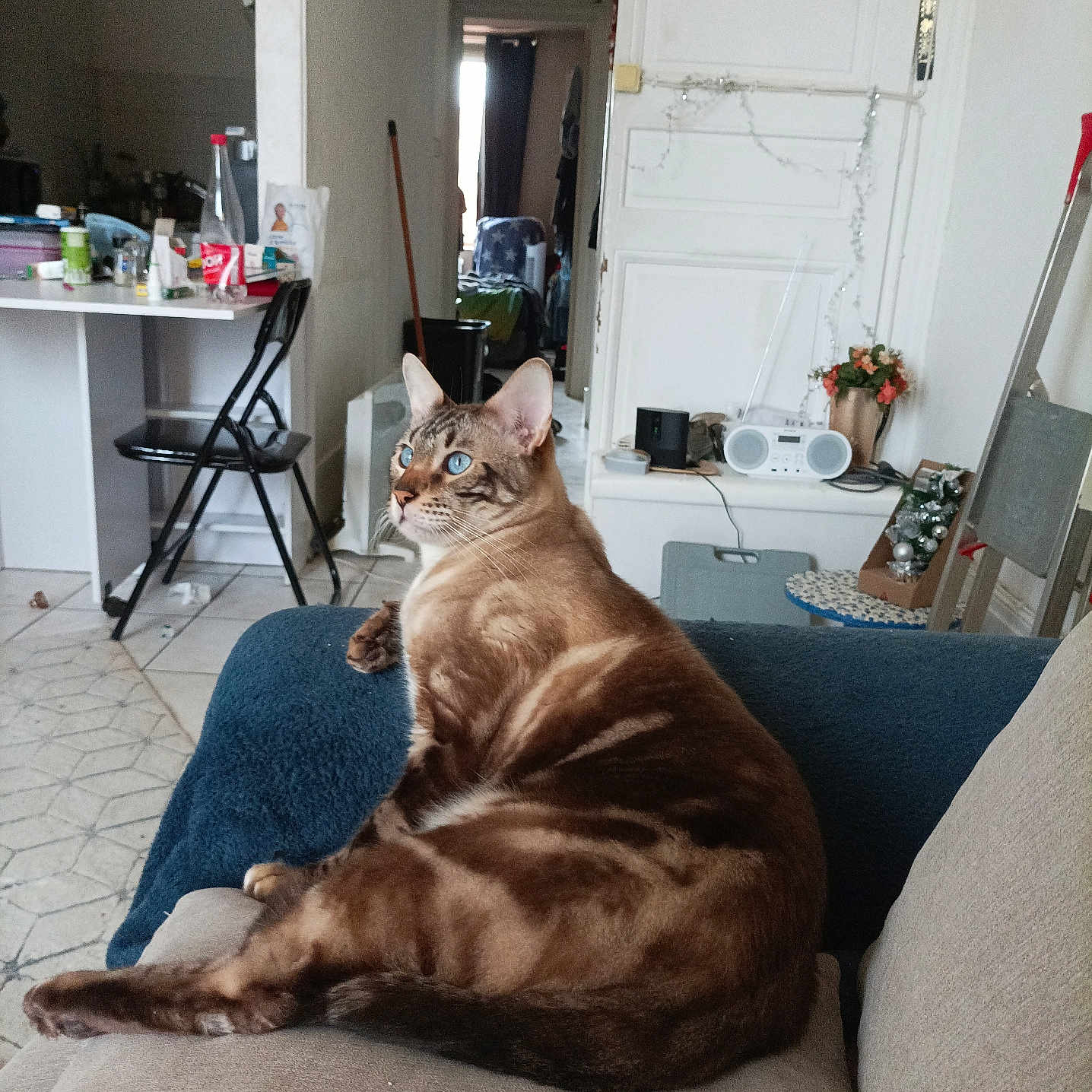 Prince a rejoint le concours — aidez-le/la à gagner de superbes lots ! animal, architecture, building, canine, cat, chair, couch, dog, electronics, furniture, homedecor, indoors, interiordesign, livingroom, person, pet, room, speaker, tape, wood
