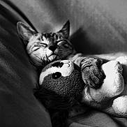 Noisette participe au concours pour gagner de l'argent avec cette photo : black_and_white, cat, sleeping, plush_toy, cozy, snuggling, pet, soft_texture, close_up, indoor, relaxation, cute, animal, feline, comfort, resting, couch, fur, peaceful, domestic