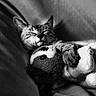 animal, black_and_white, cat, close_up, comfort, couch, cozy, cute, domestic, feline, fur, indoor, peaceful, pet, plush_toy, relaxation, resting, sleeping, snuggling, soft_texture
