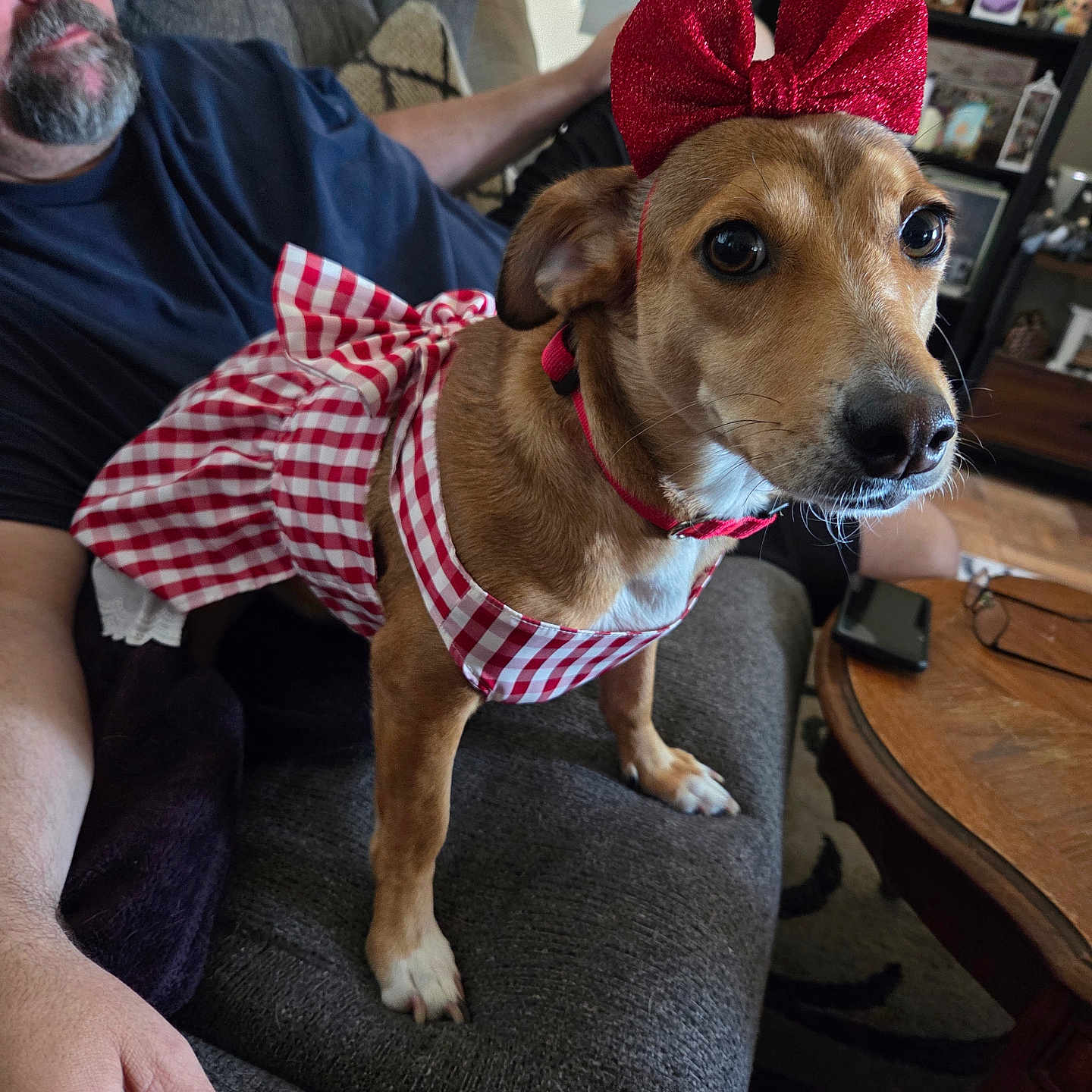 Angel is registered to the contest to win money with this photo: dog, pet, dress, red_bow, couch, man, living_room, furniture, home, casual, beard, relaxed, checkered_pattern, brown_dog, indoor, table, glasses, phone, human_hand, decor
