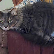 Stevie joined the competition — help win amazing prizes! animal, cat, close_up, couch, ears, face, feline, fluffy, furniture, gray_cat, green_eyes, home, indoor, long_hair, lying_down, nose, pet, portrait, relaxed, whiskers