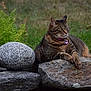 Shima is registered to the contest to win money with this photo: cat, tabby, stone, rocks, greenery, outdoor, nature, animal, pet, fur, whiskers, collar, relaxed, resting, mammal, grass, fern, calm, lying_down, portrait