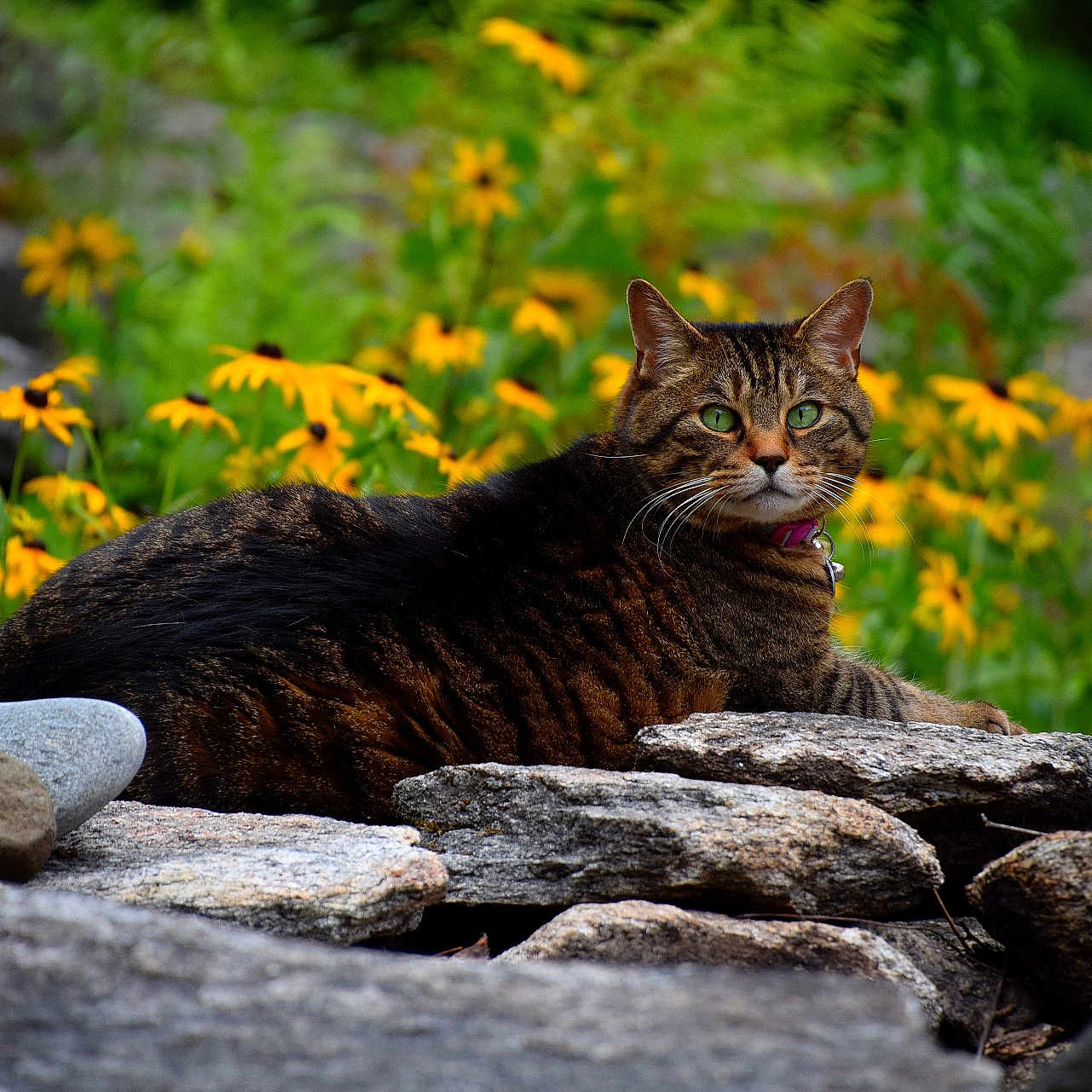 Shima joined the competition — help win amazing prizes! animal, cat, closeup, daylight, feline, flora, garden, greenery, mammal, nature, outdoor, peaceful, pet, relaxing, resting, stone_wall, summer, tabby_cat, wildlife, yellow_flowers