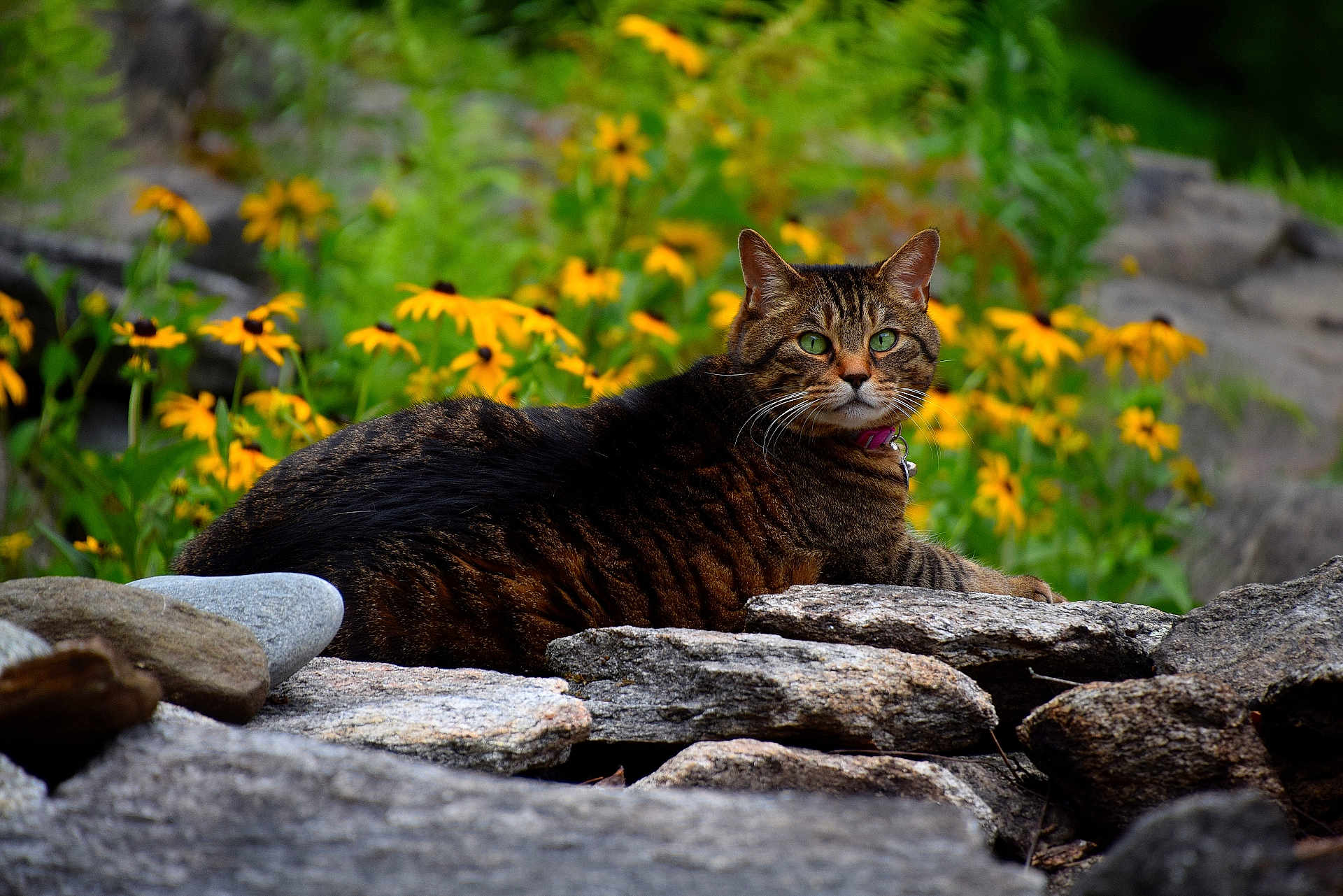 Shima joined the competition — help win amazing prizes! cat, tabby_cat, stone_wall, yellow_flowers, greenery, outdoor, nature, animal, pet, relaxing, flora, garden, wildlife, mammal, feline, resting, closeup, summer, daylight, peaceful