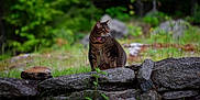 Shima is registered to the contest to win money with this photo: cat, tabby, stone_wall, grass, nature, outdoor, greenery, animal, collar, pet, mammal, feline, wildlife, rock, plant, sitting, looking_away, daylight, fur, whiskers