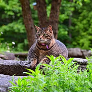 Shima joined the competition — help win amazing prizes! cat, tabby, stone_wall, greenery, outdoor, nature, pet, animal, feline, garden, plants, relaxed, mammal, whiskers, ears, collar, closeup, daytime, resting, wildlife