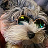 dog, sunglasses, fluffy, pet, face, fur, closeup, cool, reflection, portrait, animal, cute, accessory, fashion, indoor, hand, muzzle, whiskers, domestic_animal, companion