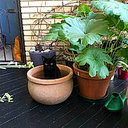 Luna is registered to the contest to win money with this photo: black_cat, cat, flower_pot, plant, potted_plant, indoor_garden, green_leaves, wooden_floor, terracotta_pot, curious_cat, pet, animal, home, decor, leafy_plant, cat_eyes, cozy, indoor, feline, nature