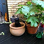 black_cat, cat, flower_pot, plant, potted_plant, indoor_garden, green_leaves, wooden_floor, terracotta_pot, curious_cat, pet, animal, home, decor, leafy_plant, cat_eyes, cozy, indoor, feline, nature