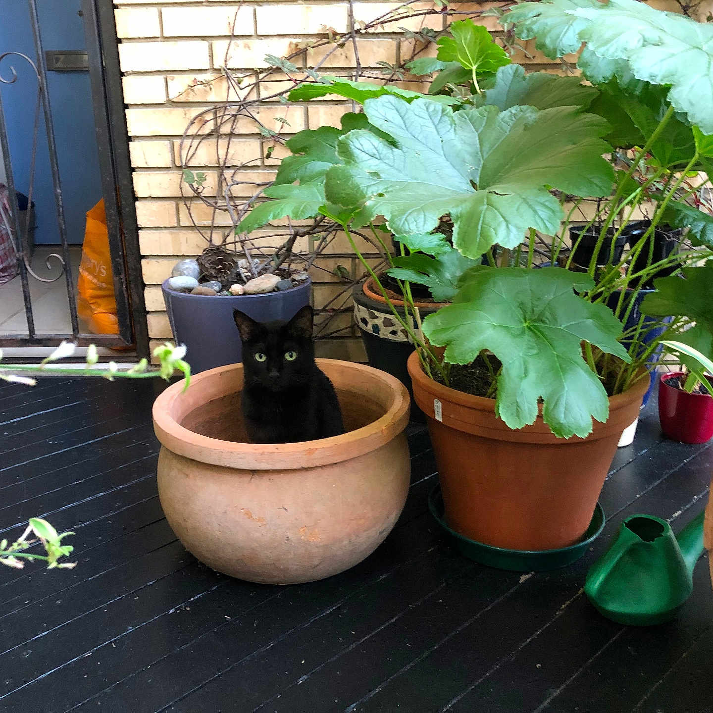 Luna is registered to the contest to win money with this photo: animal, black_cat, cat, cat_eyes, cozy, curious_cat, decor, feline, flower_pot, green_leaves, home, indoor, indoor_garden, leafy_plant, nature, pet, plant, potted_plant, terracotta_pot, wooden_floor