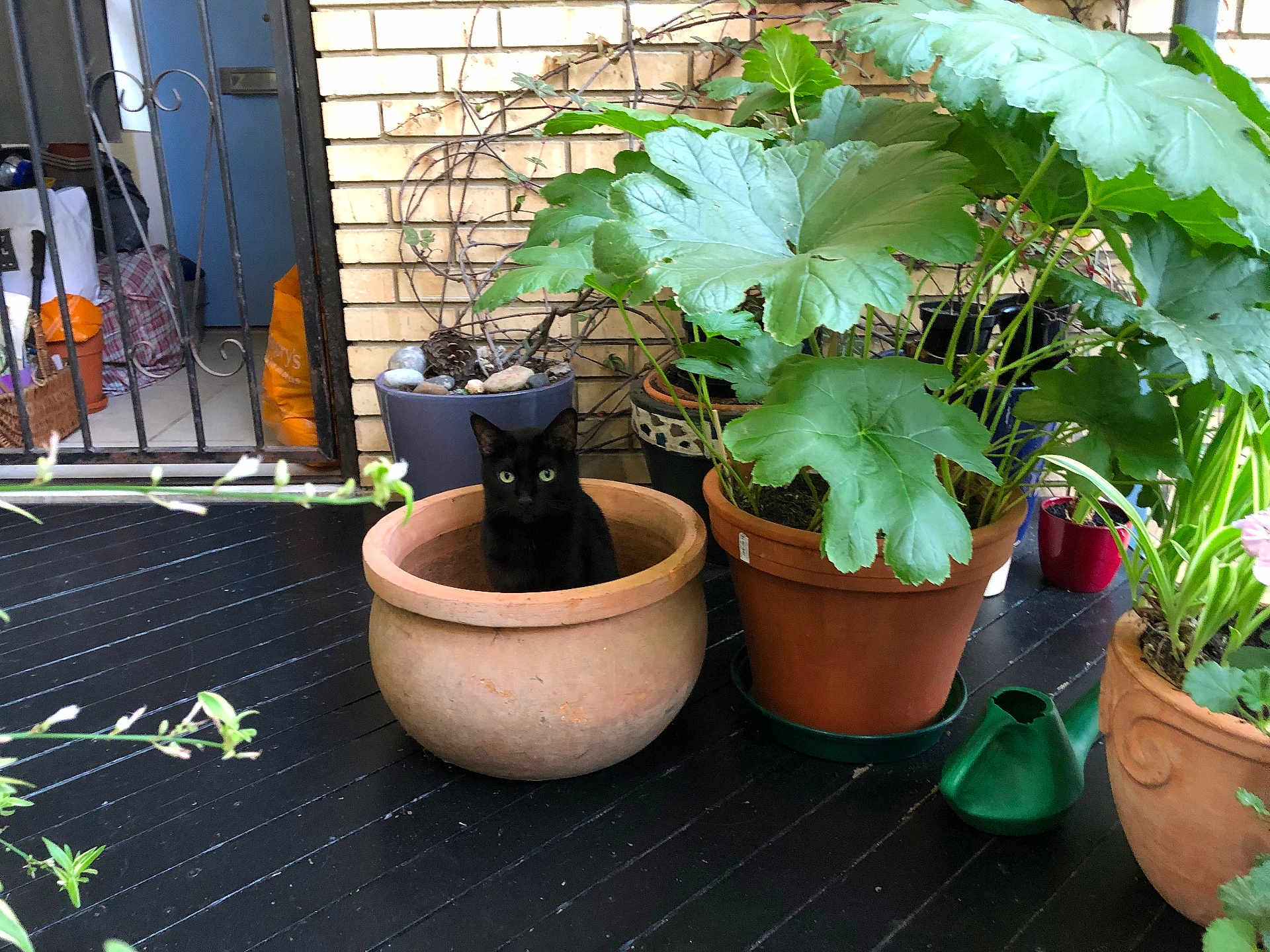Luna