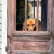 Finn is registered to the contest to win money with this photo: animal, brown, canine, closeup, curious, dog, door, face, furniture, glass, golden_retriever, greenery, house, indoors, looking, pet, reflection, rustic, window_pane, wood