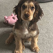 Rolo joined the competition — help win amazing prizes! puppy, dog, brown_fur, tan_fur, long_ears, floppy_ears, sitting, portrait, pet, animal, carpet, indoor, home, toy, pink_toy, pet_bed, fluffy, cute, front_facing, photography