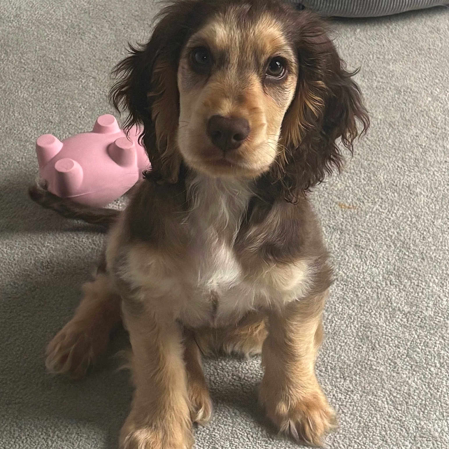Rolo
