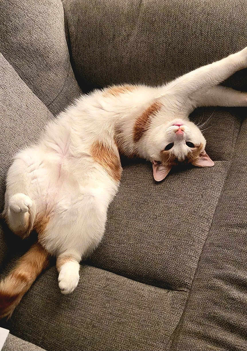 Arwen joined the competition — help win amazing prizes! cat, feline, pet, animal, couch, upside_down, relaxed, stretching, white, orange, fur, indoor, cozy, resting, paw, cute, mammal, whiskers, soft, comfortable