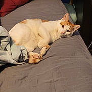 Arwen is registered to the contest to win money with this photo: cat, orange_and_white, bed, pillow, blanket, indoor, pet, feline, resting, cozy, fur, animal, cute, relaxed, looking_at_camera, lying_down, whiskers, ears, paw, domestic