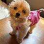Ollie is registered to the contest to win money with this photo: puppy, dog, small_dog, fluffy, pet, cute, pink_clothing, striped_outfit, indoor, wooden_table, adorable, fur, looking_up, animal, domestic_animal, young_dog, portrait, standing, head_tilt, cherry_design