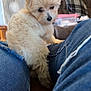 Ollie joined the competition — help win amazing prizes! puppy, dog, fluffy, denim, jeans, legs, indoor, living_room, couch, blanket, fan, pet, cute, small_dog, furniture, cozy, looking_back, brown, white, casual
