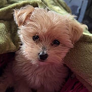Ollie is registered to the contest to win money with this photo: puppy, dog, pet, cute, fluffy, blanket, indoors, cozy, fur, small_dog, pink, pajamas, closeup, face, animal, companion, relaxed, home, soft, curious