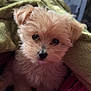 puppy, dog, pet, cute, fluffy, blanket, indoors, cozy, fur, small_dog, pink, pajamas, closeup, face, animal, companion, relaxed, home, soft, curious