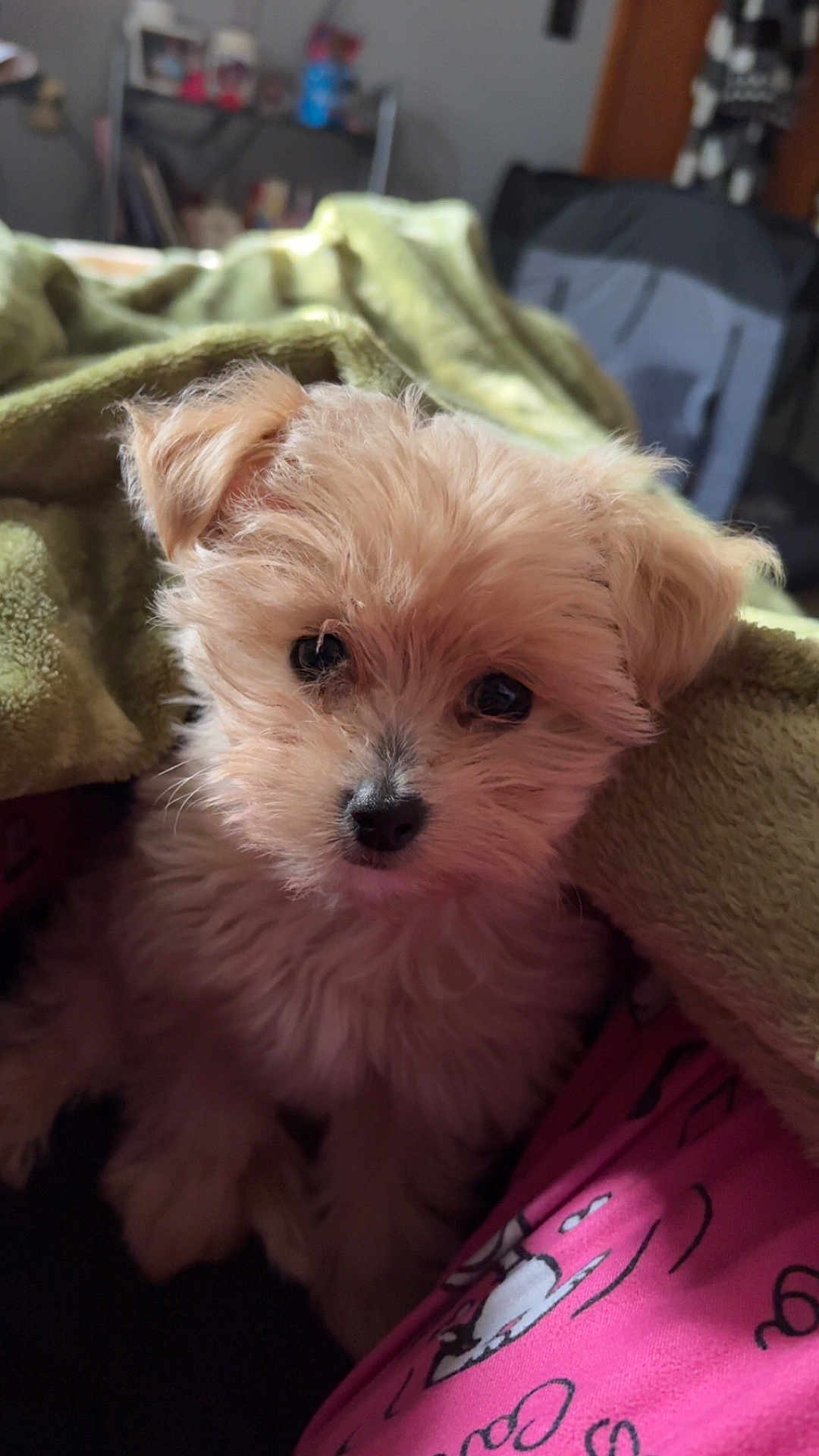 Ollie