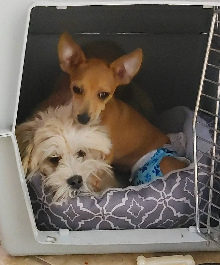 Osito is registered to the contest to win money with this photo: canidae, carnivore, comfort, companion_dog, dog, dog_breed, dog_supply, fawn, home_accessories, linens, paw, pet_supply, pillow, rectangle, small_terrier, sporting_group, terrier, throw_pillow, toy_dog, working_animal