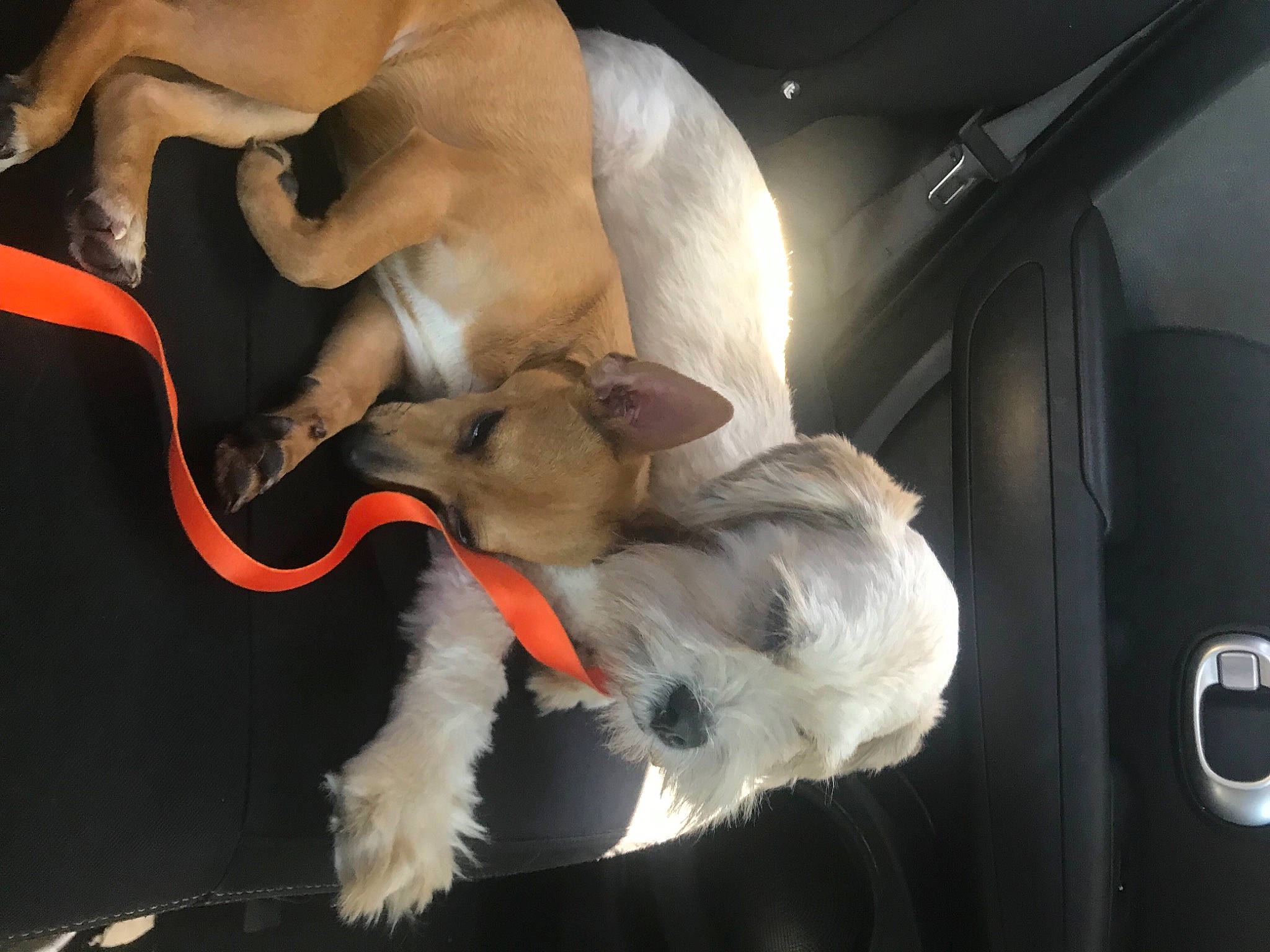 Osito joined the competition — help win amazing prizes! canidae, carnivore, collar, companion_dog, dog, dog_breed, dog_collar, dog_supply, event, fawn, fur, schnauzer, small_terrier, snout, sporting_group, standard_schnauzer, tail, terrier, toy_dog, vehicle_door