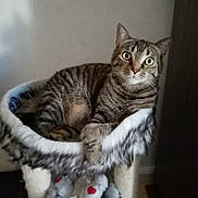 Maxou participe au concours pour gagner de l'argent avec cette photo : abyssinian, animal, armchair, basket, bed, blanket, cat, chair, couch, egyptiancat, furniture, indoors, kitten, manx, person, pet, sleeping