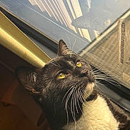 Koa joined the competition — help win amazing prizes! cat, tuxedo_cat, black_and_white, whiskers, yellow_eyes, window, reflection, sunlight, close_up, indoor, pet, feline, animal, portrait, curious, fur, daylight, looking_up, domestic_cat, relaxation