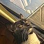 cat, tuxedo_cat, black_and_white, whiskers, yellow_eyes, window, reflection, sunlight, close_up, indoor, pet, feline, animal, portrait, curious, fur, daylight, looking_up, domestic_cat, relaxation