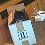 Koa joined the competition — help win amazing prizes! cat, cardboard_box, indoor, pet, black_and_white, floor, carpet, wooden_furniture, food_bowl, water_bowl, animal, whiskers, curious, sitting, looking, box_flaps, household, cozy, domestic, home