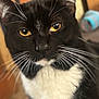 Koa is registered to the contest to win money with this photo: cat, tuxedo_cat, close_up, whiskers, yellow_eyes, pet, animal, feline, indoor, fur, black_and_white, portrait, cute, curious, face, muzzle, nose, ears, soft_focus, domestic_cat