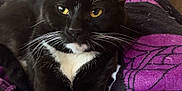 Koa joined the competition — help win amazing prizes! cat, tuxedo_cat, black_cat, white_paws, whiskers, indoor, blanket, purple_blanket, furniture, mushroom_decoration, relaxed, cozy, pet, animal, fur, paws, golden_eyes, lying_down, close_up, domestic_cat