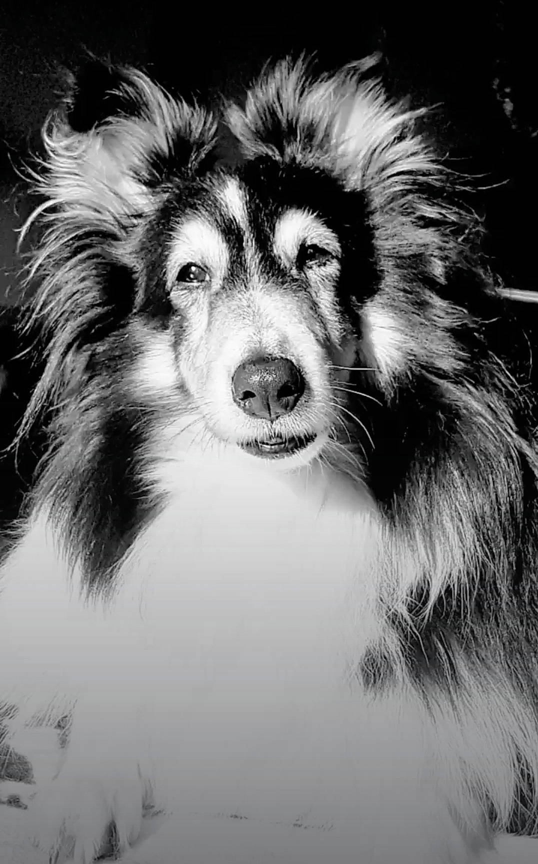 Dona participe au concours pour gagner de l'argent avec cette photo : ancient_dog_breeds, art, canidae, carnivore, collie, companion_dog, dog, dog_breed, drawing, fur, illustration, monochrome, monochrome_photography, painting, scotch_collie, sporting_group, style, terrestrial_animal, whiskers, working_dog