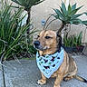 Soyer is registered to the contest to win money with this photo: bandana, calm, canine, concrete, decor, dog, ears, fur, greenery, nature, outdoor, paws, pet, plant, portrait, sitting, snout, succulent, tail, wall