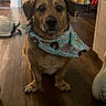 Soyer joined the competition — help win amazing prizes! animal_accessory, apparel, bandana, brown_dog, canine, clothing, cozy, cute, dog, domestic_animal, floor, furniture, home, indoor, looking_at_camera, pet, portrait, room, sitting, wooden_floor