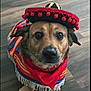 Soyer joined the competition — help win amazing prizes! dog, sombrero, poncho, red_bandana, canine, costume, pet, indoor, flooring, brown_dog, closeup, looking_up, cute, animal, festive, portrait, ears, face, eyes, fur