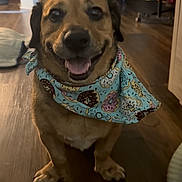 Soyer joined the competition — help win amazing prizes! accessory, animal, bandana, brown_dog, canine, clothing, cute, dog, domestic_animal, friendly, fur, happy, household, indoor, pet, portrait, sitting, smiling, tongue_out, wooden_floor